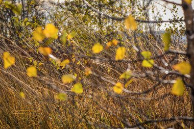 Sunny Transcarpathia denilen manzara