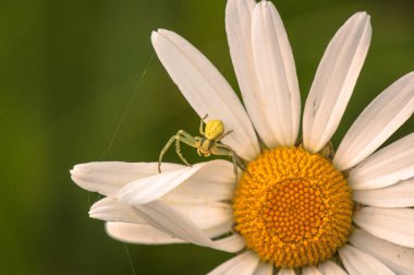Konunun Ustası olarak adlandırılan peyzaj
