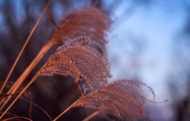 Dans olarak adlandırılan manzara