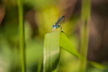 Makro Merhaba adlı yatay!
