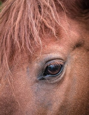 Özgürlük rüzgarında