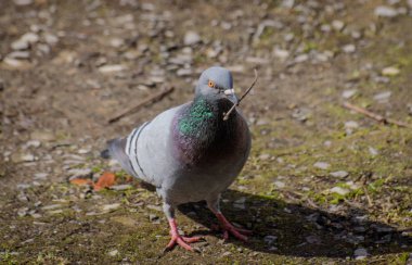 Gagasında sazile güvercin