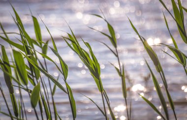 Manzara Yaz rüzgar denir