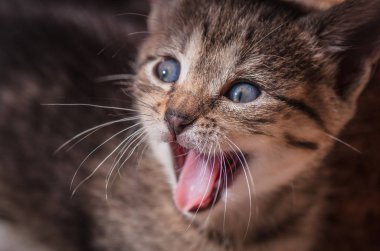 Kabarık safkan bir kedi yavrusu portresi