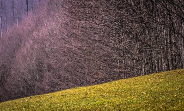 Sunny Transcarpathia denilen manzara