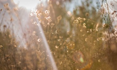 Penetrasyon güneşli denilen Manzara