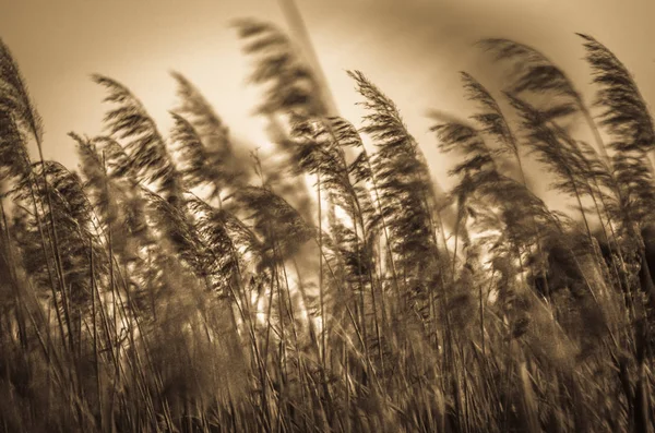 Landscape Called Gust Wild — Stock Photo, Image