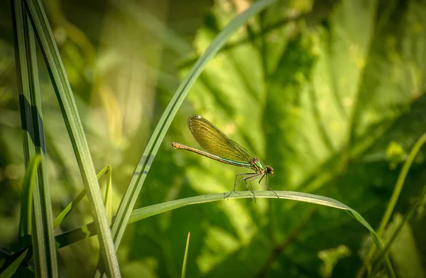 Paisagem Chamada Asas Finas — Fotografia de Stock