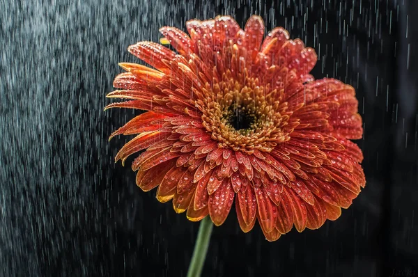 Gerbera çiçek makro çekim