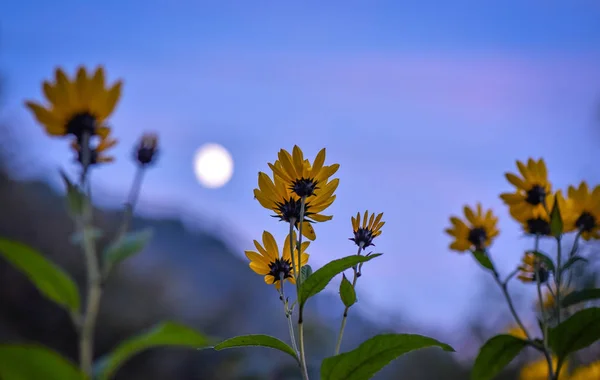 Moonlight Sonata adlı manzara