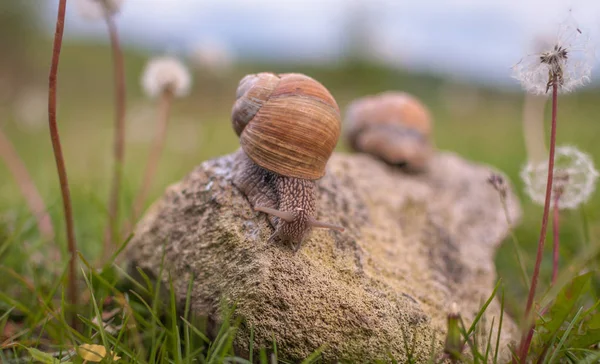 Zwei Schnecken Makroschuss — Stockfoto