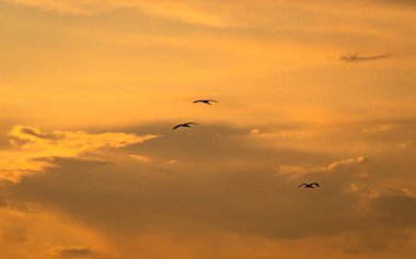 gün batımında Heron uçuş