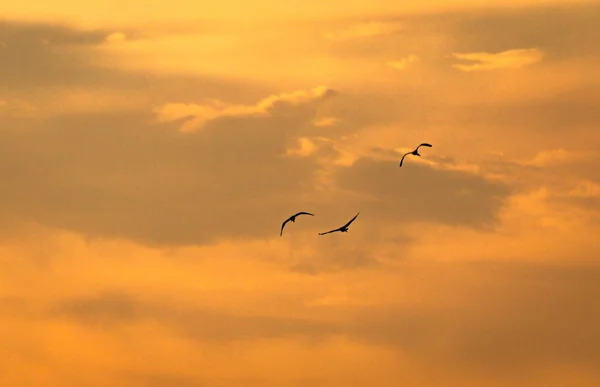 在日落时的苍鹭飞行 — 图库照片