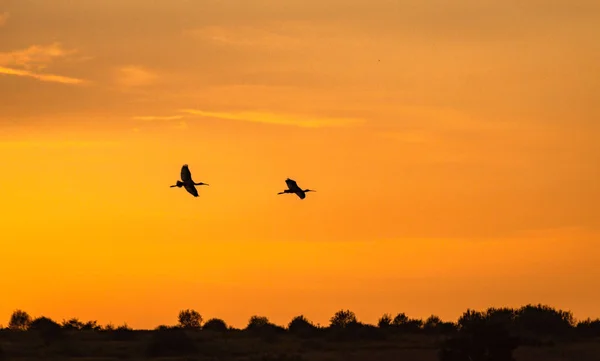 Gün Batımında Heron Uçuş — Stok fotoğraf