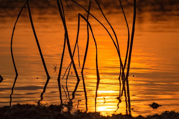 Gün batımında dağ nehri