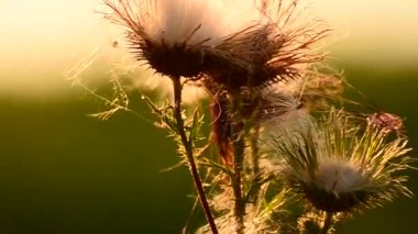gün batımı arka plan üzerinde kuru bitki