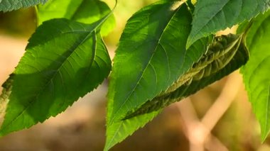 Nehir kıyısında yemyeşil flora