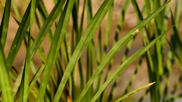 Üppige Flora Fluss — Stockvideo