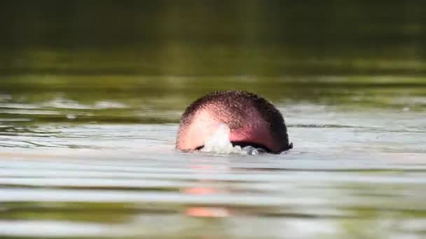 Maskierter Mann Täuscht Wasser — Stockvideo