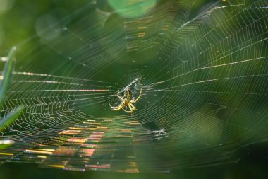 Gökkuşağı Yatağı adlı manzara 