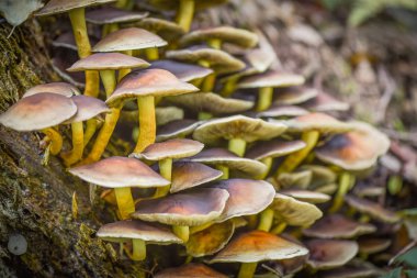 Orman Korosu adlı peyzaj 