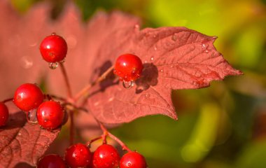 Kırmızı Viburnum denilen manzara