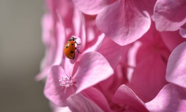 Kırmızı zırh denilen manzara 