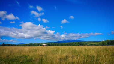 Manzara Ukrayna'nın arazi denir