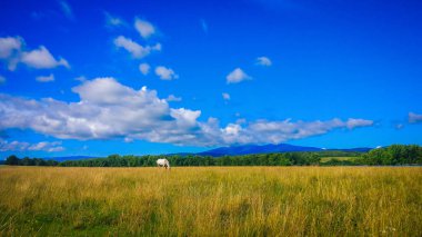 Pastoral yaz denilen manzara