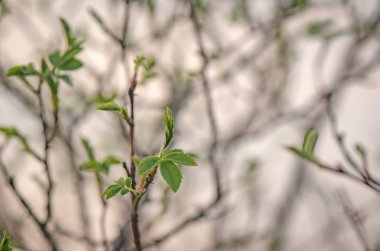 Başlangıçta Peyzaj denir 