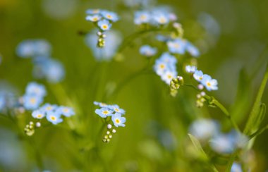Yabani çiçek makro çekim