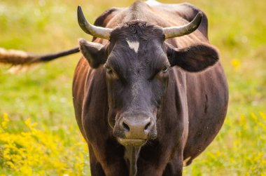 Boynuzlu model denilen manzara 