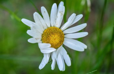 Utanç makrosu adı verilen manzara