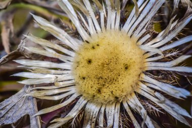 Kuru güneş denilen manzara 
