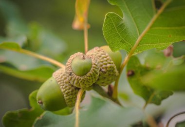 Trio makro adı verilen manzara