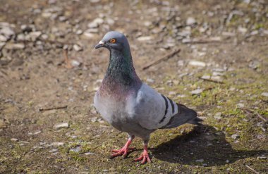 Yerel züppon denilen manzara 
