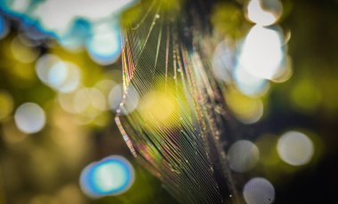 Arp makro su olarak adlandırılan manzara