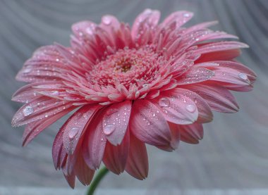 Peyzaj Torun meşe denir