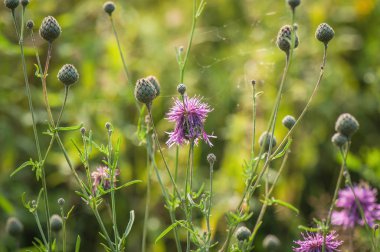 Akrabalar doğa denilen manzara