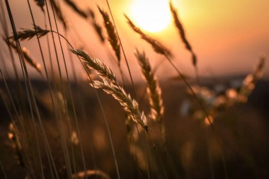 Altın rüzgar denilen manzara 