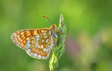 Mozaik kanatlar adı verilen manzara 
