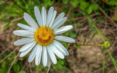 Doğal Smiley adlı manzara 