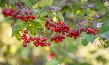 Manzara Ukrayna Ağacı denir 