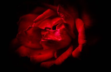 Lüks Kırmızı Gül Makro