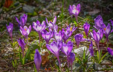 Manzara güneş le dolu denir 