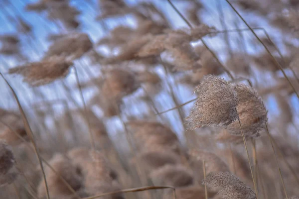 Paesaggio Chiamato Macro Durabilità — Foto Stock