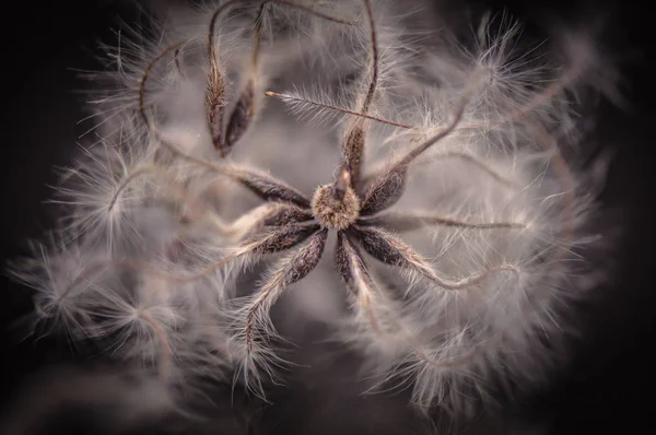 Wild Flower Macro Shot — Stockfoto