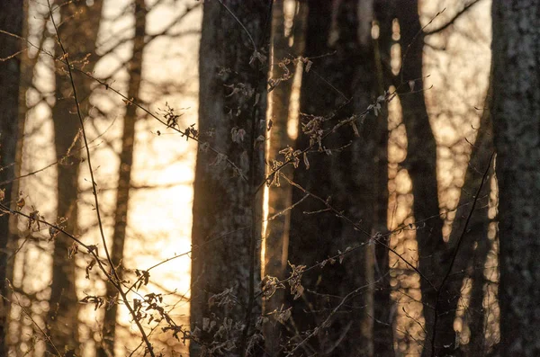 Gravür akşamı denilen manzara