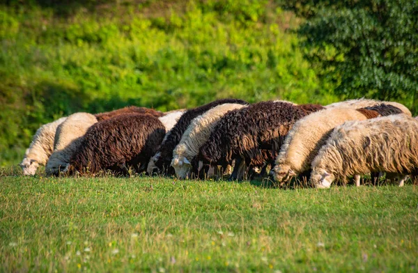 Landschaft Genannt Struppige Linie — Stockfoto