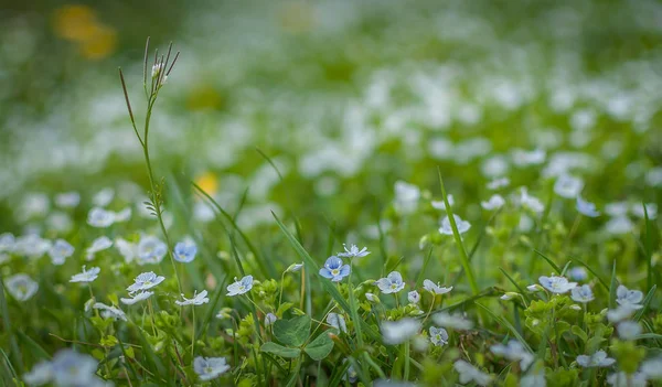 Tájképi Nevű Mózes Makró — Stock Fotó